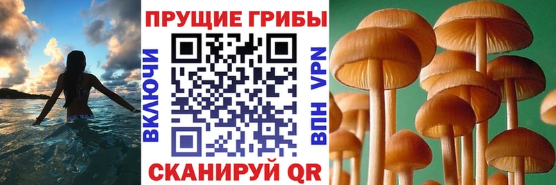 как найти закладки  Иноземцево  Псилоцибиновые грибы прущие грибы 